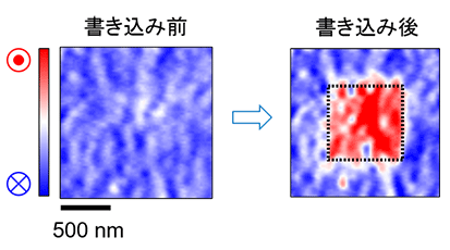 図２　磁気力顕微鏡による磁性トポロジカル絶縁体への磁区の書き込み