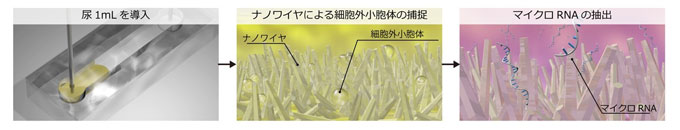 図１　ナノワイヤを用いた尿中細胞外小胞体の捕捉とそこに内包されるマイクロＲＮＡ