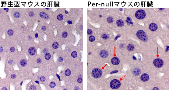 図１　Ｐｅｒ－ｎｕｌｌマウスでの肝細胞の多倍体化（Ｐｏｌｙｐｌｏｉｄｙ）の様子