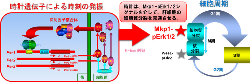 図３　時計遺伝子による時刻の発振と細胞周期の関係