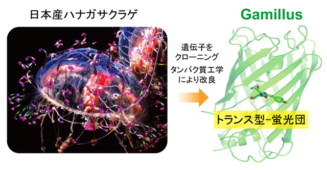 日本産ハナガサクラゲより開発!耐酸性緑色蛍光タンパク質Gamillus