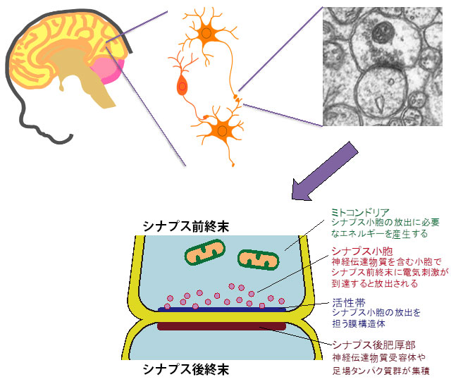 図１　脳、神経細胞、シナプス