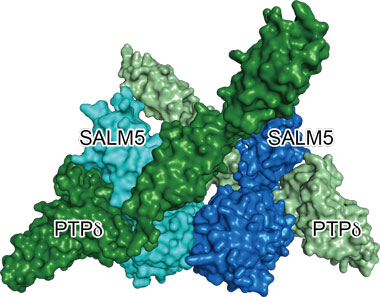 図２　ＰＴＰδ（緑、薄緑）とＳＡＬＭ５（水色、青）との複合体の立体構造