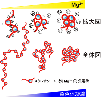 図２