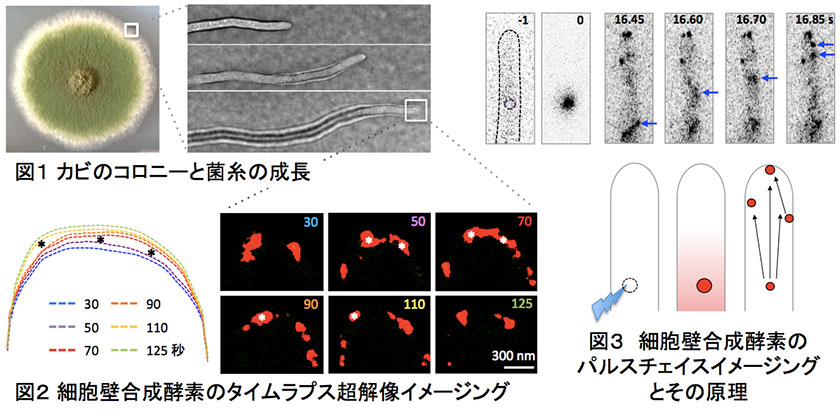 図１　カビのコロニーと禁止の成長／図２　細胞壁合成酵素のタイムラプス超解像イメージング／図３　細胞壁合成酵素のパルスチェイスイメージングとその原理