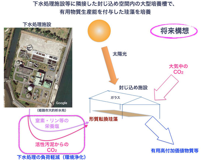 図３　下水処理場と共存する培養システムの将来構想