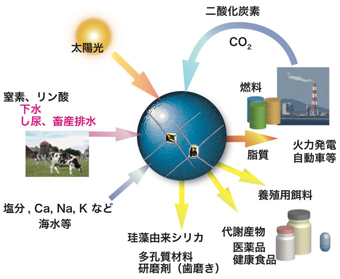 図４　珪藻を軸にした再生可能物質生産に基づく低炭素社会