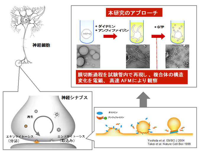エンドサイトーシスにおける「分子ハサミ」の機構解明に前進
