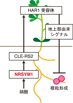 図２　<em>ｎｒｓｙｍ１</em>転写因子によるＡＯＮを介した全身的な根粒数の制御機構のモデル図