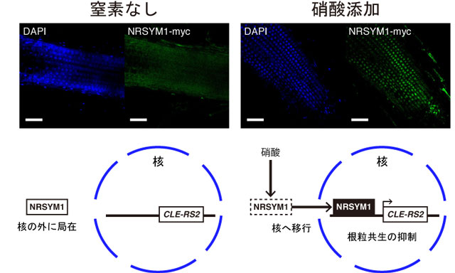 図３　<em>ｎｒｓｙｍ１</em>タンパク質の細胞内局在と遺伝子発現制御モデル