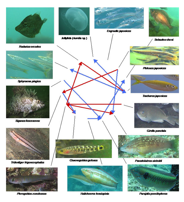 海に生息する魚種間にはたらく複雑な関係性を捉えることに成功