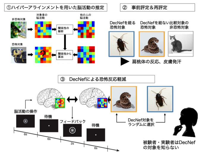 共同発表 二重盲検により恐怖記憶緩和の効果を証明 レディーメード脳情報解読によるニューロフィードバック法