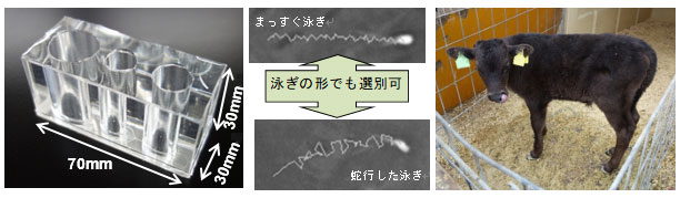 開発した運動性精子選別器具（左）、本器具で選別した運動形態の異なる精子（中央上下）、本器具で捕集した精子により人工授精注４）し、誕生した子牛第一号（右）