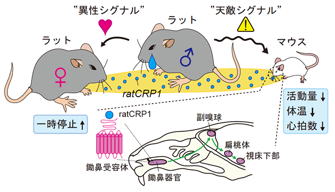 図　ｒａｔＣＲＰ１による同種内・異種間コミュニケーションの概略