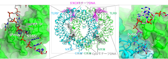 微生物のDNAを感知する自然免疫受容体Toll様受容体9(TLR9)が 2種類のDNAによって活性化する機構を解明