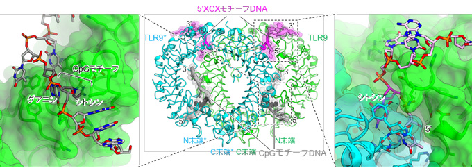 図１　ＴＬＲ９とＣｐＧおよび５＇ＸＣＸモチーフＤＮＡとの複合体構造