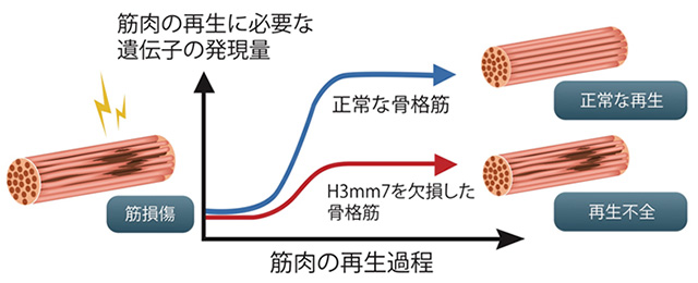 筋肉の再生を促進させるスイッチの発見～筋肉の再生治療の応用に期待～