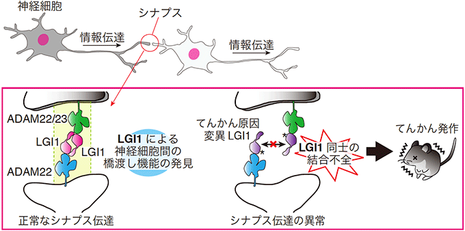 図１　ＬＧＩ１－ＡＤＡＭ２２によるシナプス伝達制御とＬＧＩ１変異によるてんかんの発症機構