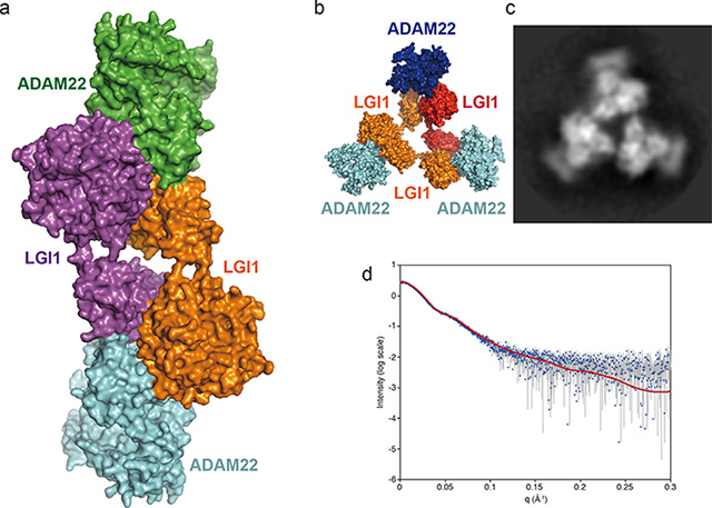 図２　ＬＧＩ１–ＡＤＡＭ２２複合体の立体構造