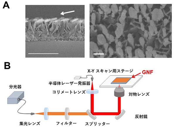 表面増強ラマンによる非標識・無染色でのがん代謝の可視化に成功