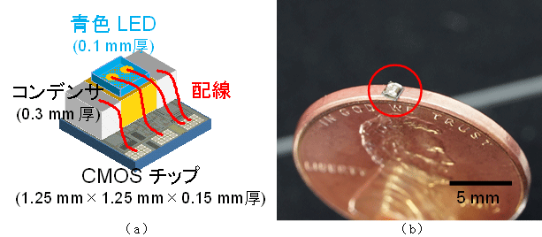 図３　実現したワイヤレス型光刺激デバイスの（ａ）構造と（ｂ）写真