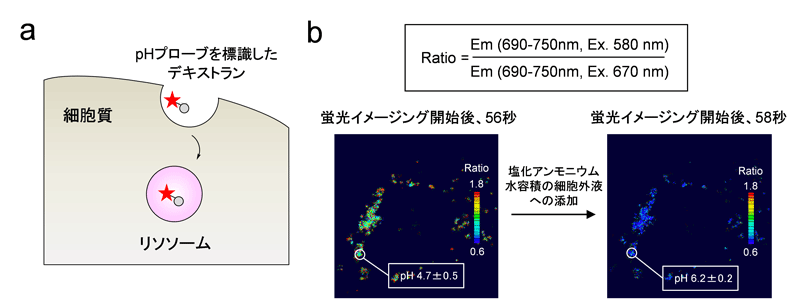 図２　細胞内小器官であるリソソーム内のｐＨの変化の測定