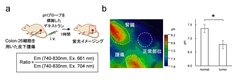 図４　腫瘍内のｐＨの測定