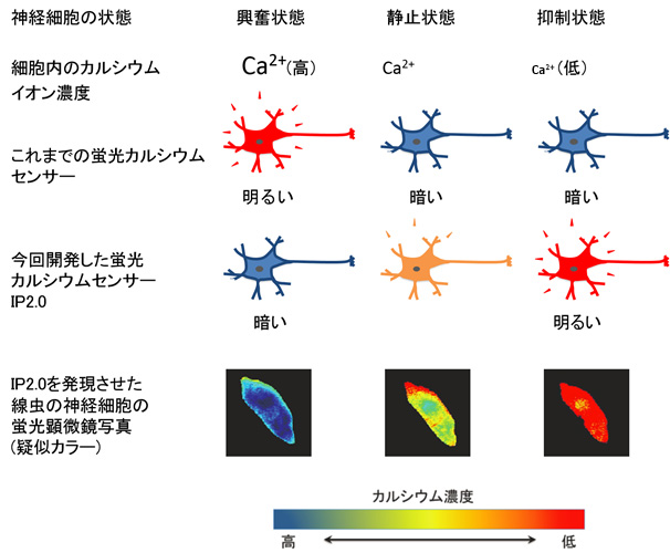神経活動の抑制を鋭敏に捉える新規カルシウムセンサーの開発～細胞の機能解析への応用も可能～