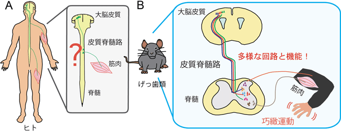 図１　巧みな動作を発揮する皮質脊髄路