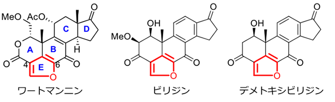 図１　代表的なフラノステロイドの化学構造