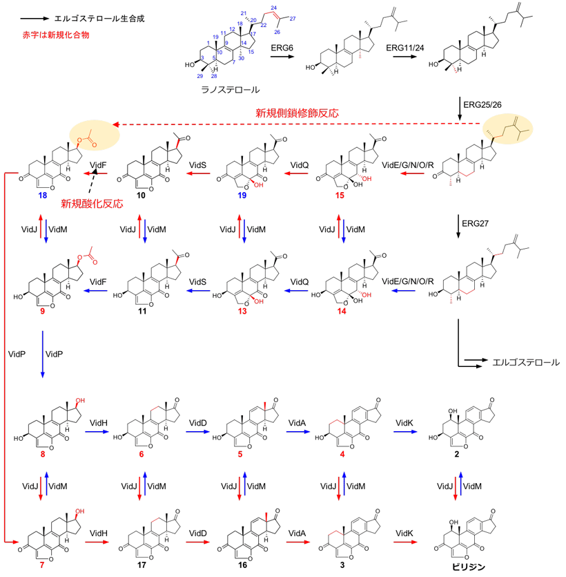 図２　本研究で明らかになったビリジン生合成経路