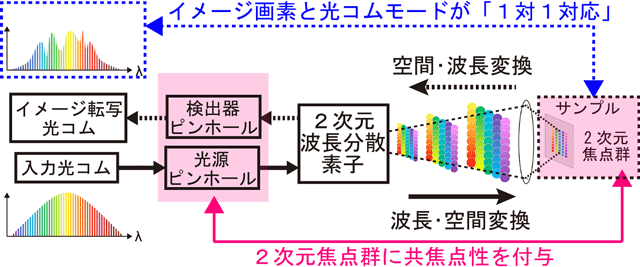 高速に画像取得が可能な光コム顕微鏡を開発
