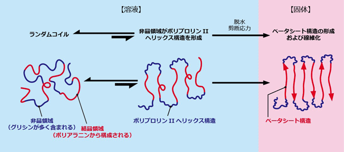 図２　シルクタンパク質におけるベータシート構造の形成機構