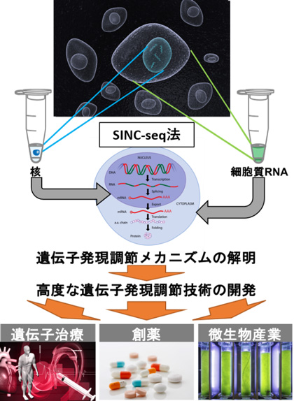 図３　ＳＩＮＣ－ｓｅｑ法に利用による今後の進展