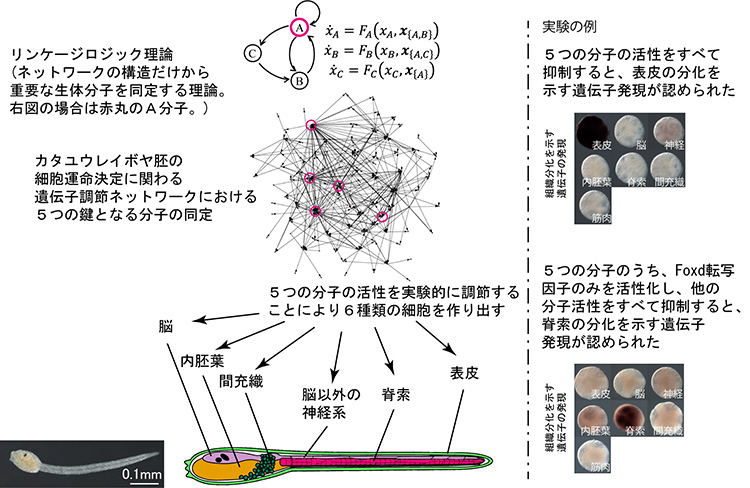 遺伝子ネットワークを制御してさまざまな種類の細胞を作り出す