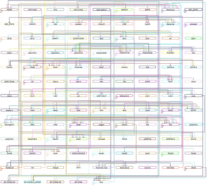 図３　カタユウレイボヤの遺伝子調節ネットワーク