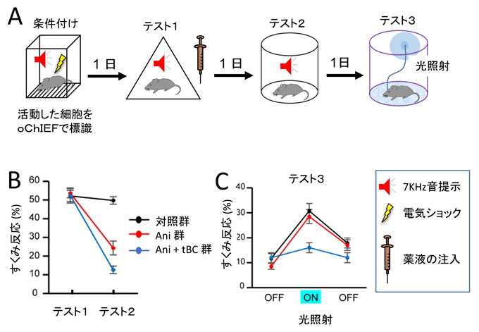 図１　逆行性健忘はエングラムの消失による