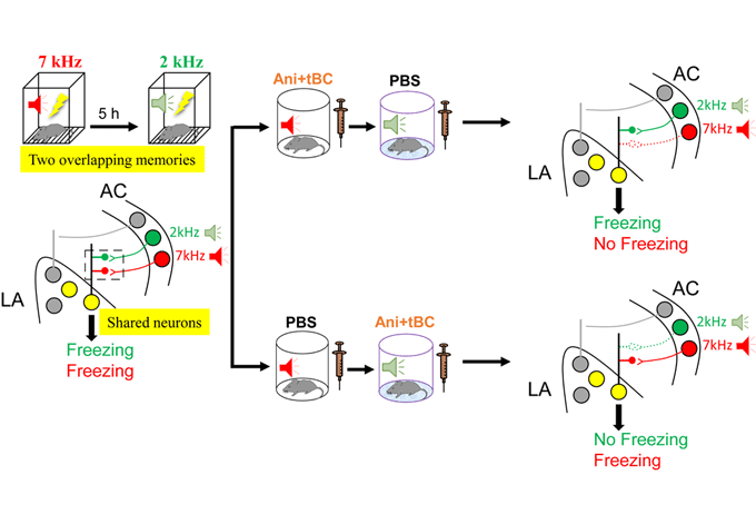 Figure 2: Synapse specific memory erasure