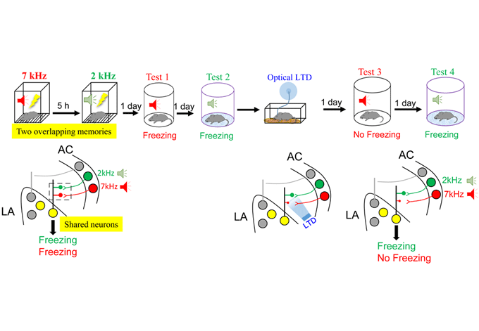 Figure 3: Synaptic plasticity between engram assemblies is necessary for fear memory storage