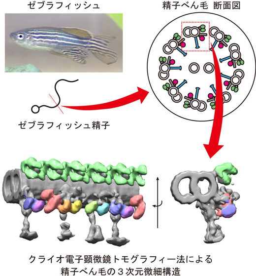 ゼブラフィッシュのべん毛の構造解析から軸糸ダイニン構築メカニズムの一端を解明