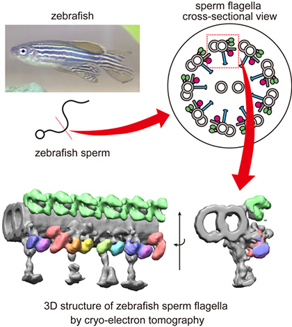 Figure 1: Sperm structure