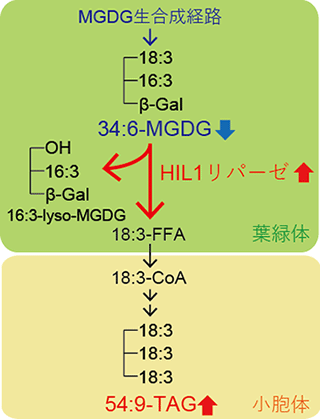 図３　高温ストレス条件下の葉におけるＨＩＬ１によるＭＧＤＧのリモデリング