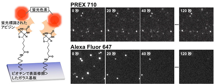 図２　１分子蛍光イメージングによる光安定性の評価