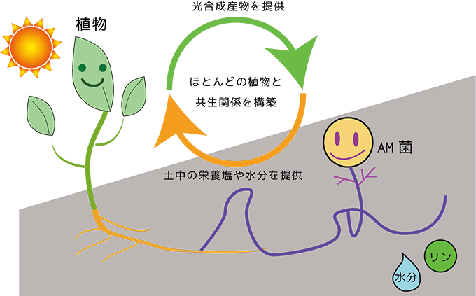 図１　アーバスキュラー菌根菌と植物の共生現象の概念図