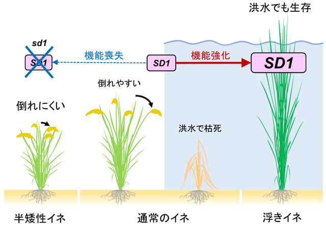 図３　イネの草丈とＳＤ１遺伝子の関係