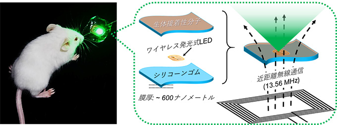 å³ï¼ãæ¬ç ç©¶ã§éçºããçä½çµç¹è¡¨é¢ã«ã·ã¼ã«ã®ããã«è²¼ãä»ããããç¡ç·çµ¦é»å¼çºåããã¤ã¹