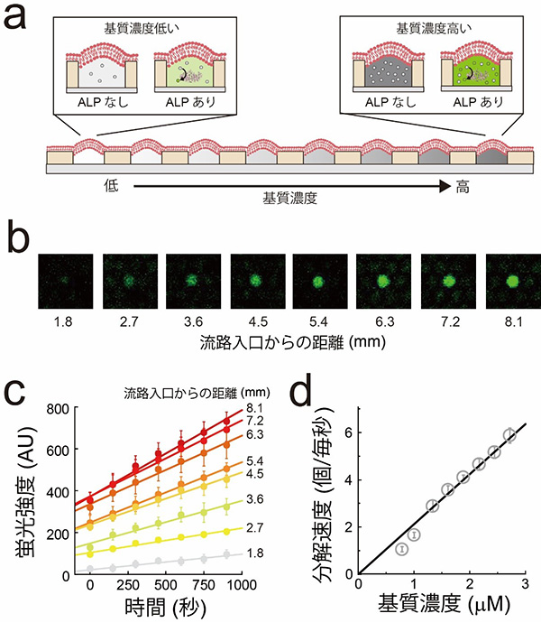 図３　ＡＬＰを標的とした超並列バイオ計測