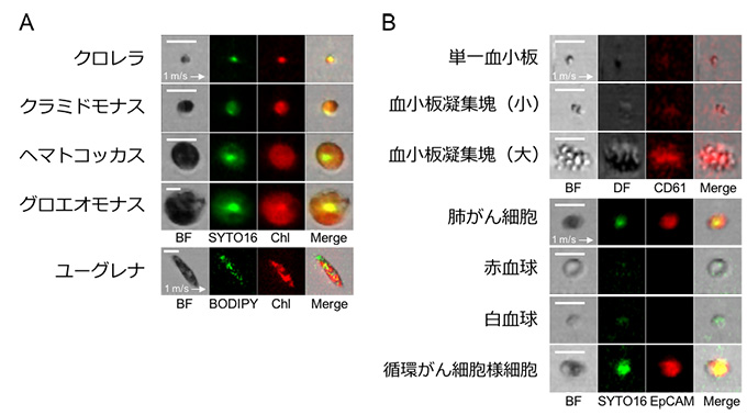 図２　本技術の汎用性実証のための撮像例