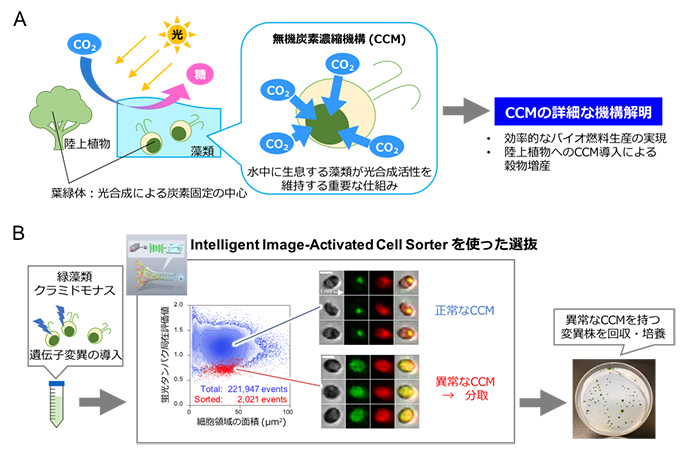 図３　緑藻類クラミドモナスを用いた本技術の微生物学への展開