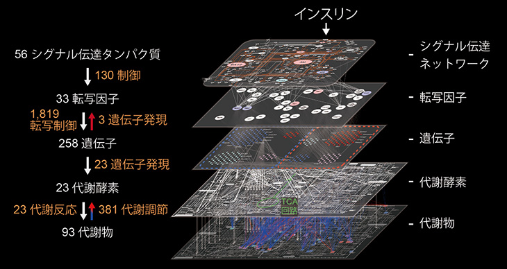 図２　構築された代謝制御ネットワーク